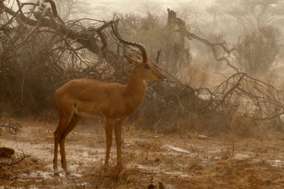 El impala (Aepyceros melampus)